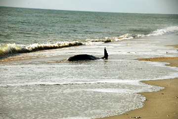 2013-10-23, 003, Dead Dolphin on Beach, SC