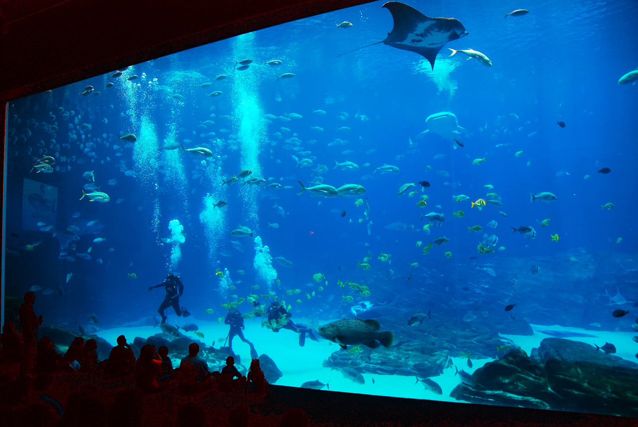 2011-10-27, 029, Georgia Aquarium, Atlanta, GA