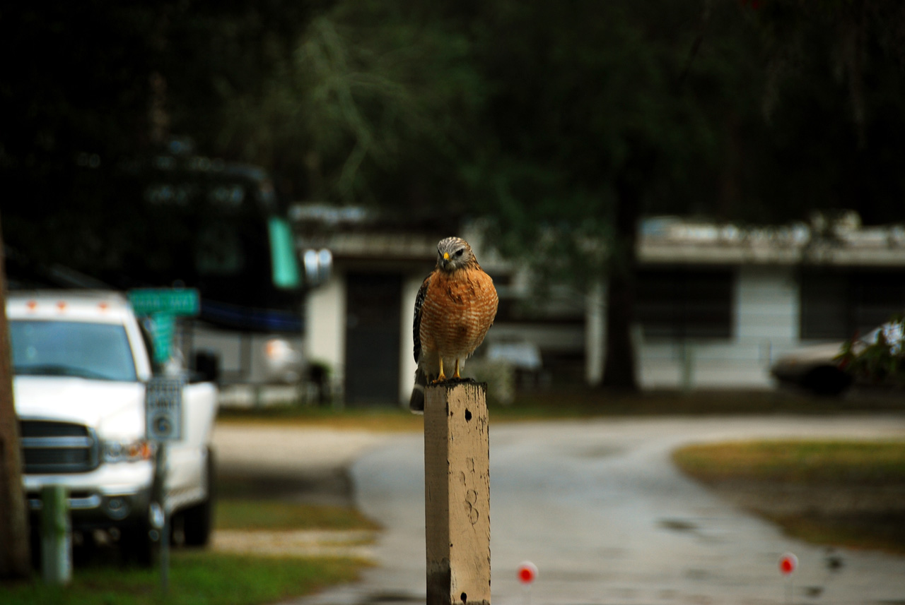 2011-12-12, 012, Red Tail Hawk