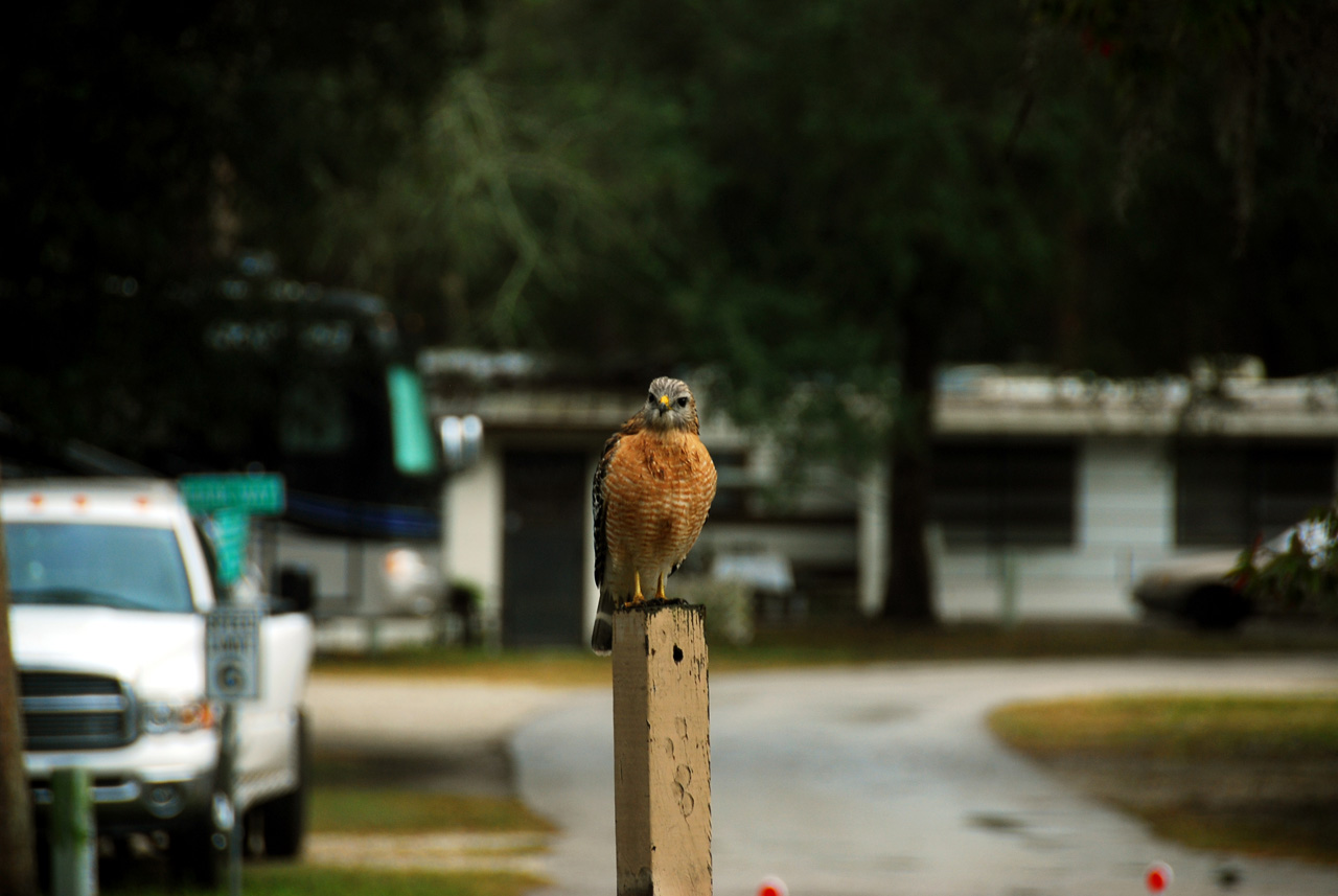 2011-12-12, 014, Red Tail Hawk