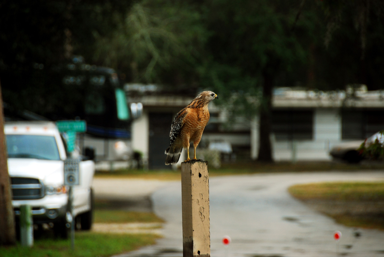 2011-12-12, 015, Red Tail Hawk