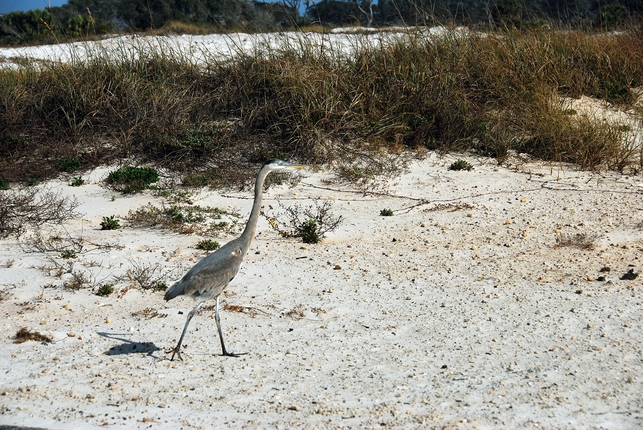 2012-01-17, 026, Gulf Shore State Park, AL