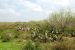 2012-02-28, 021, Palo Alto Battlefield, TX