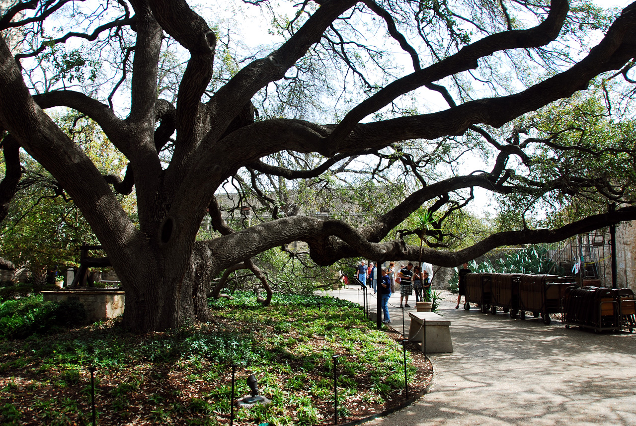 2012-03-06, 008, The Alamo