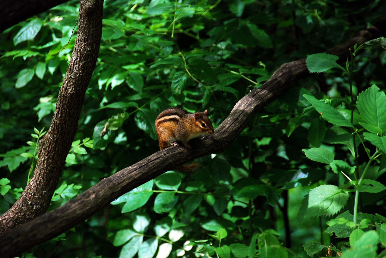 2012-06-13, 007, Effitgy Mounds NM