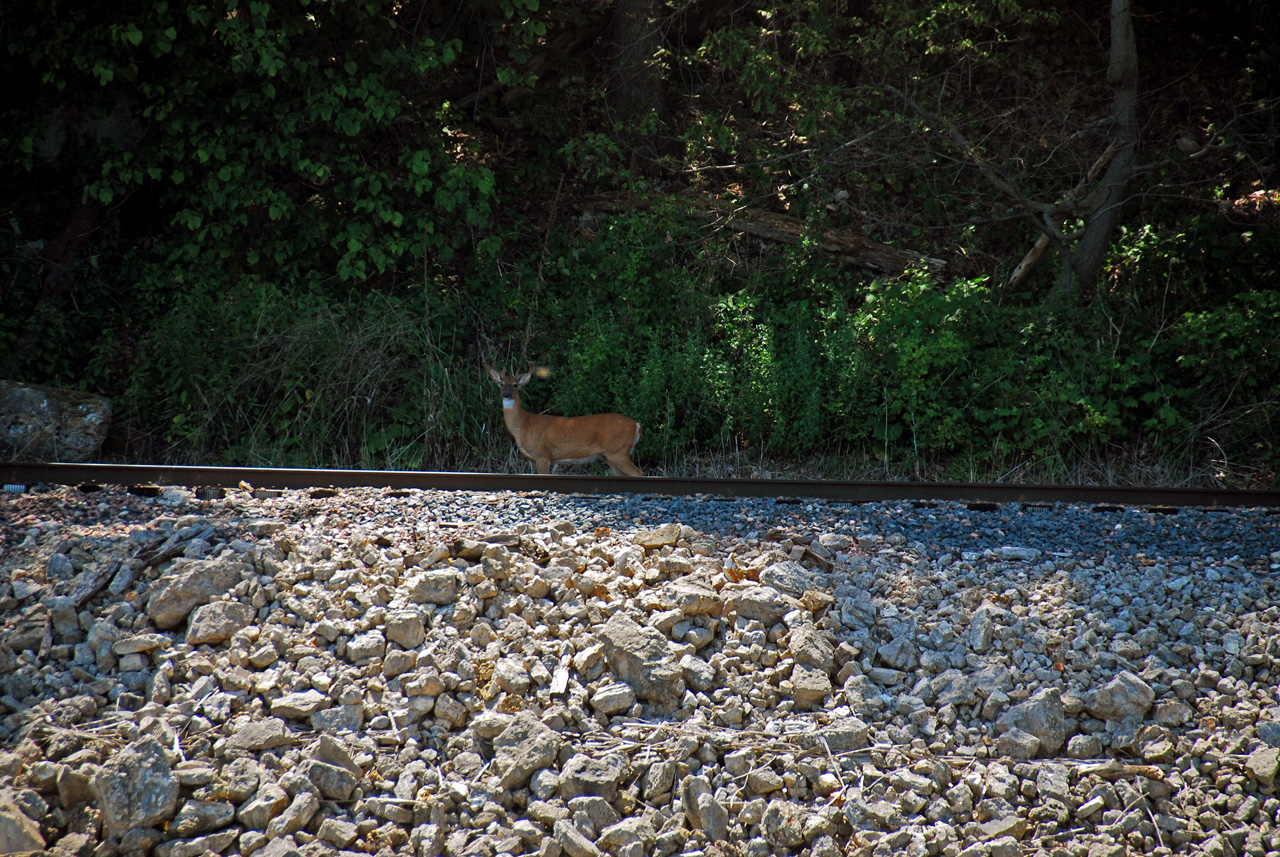 2012-06-12, 007, Buck along river