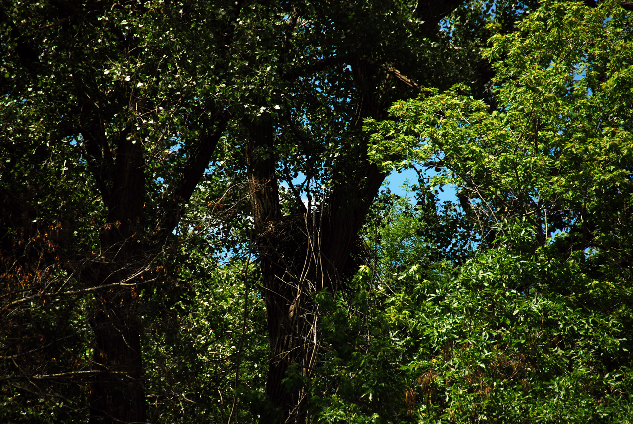 2012-06-12, 010, Eagle Nest