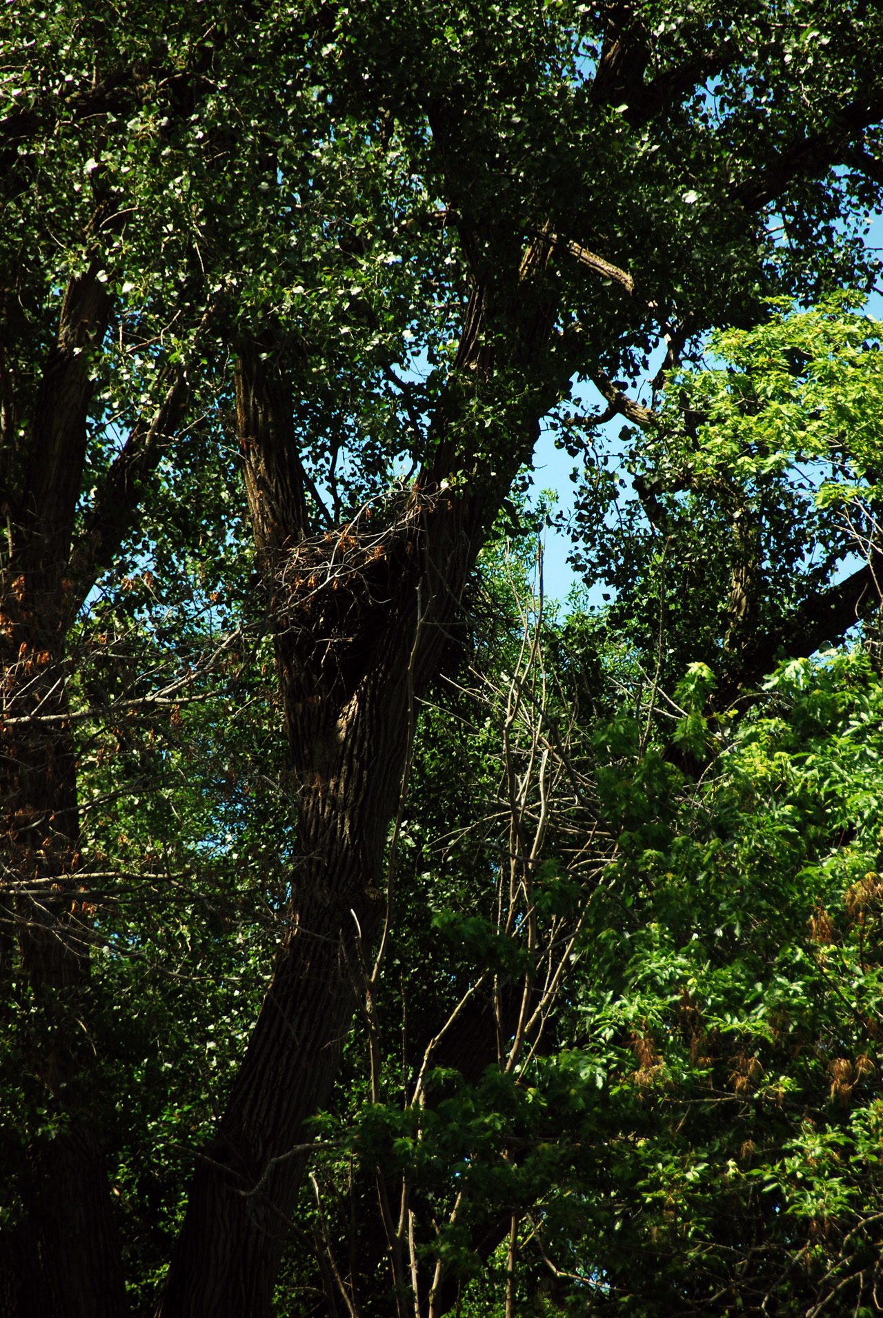 2012-06-12, 011, Eagle Nest