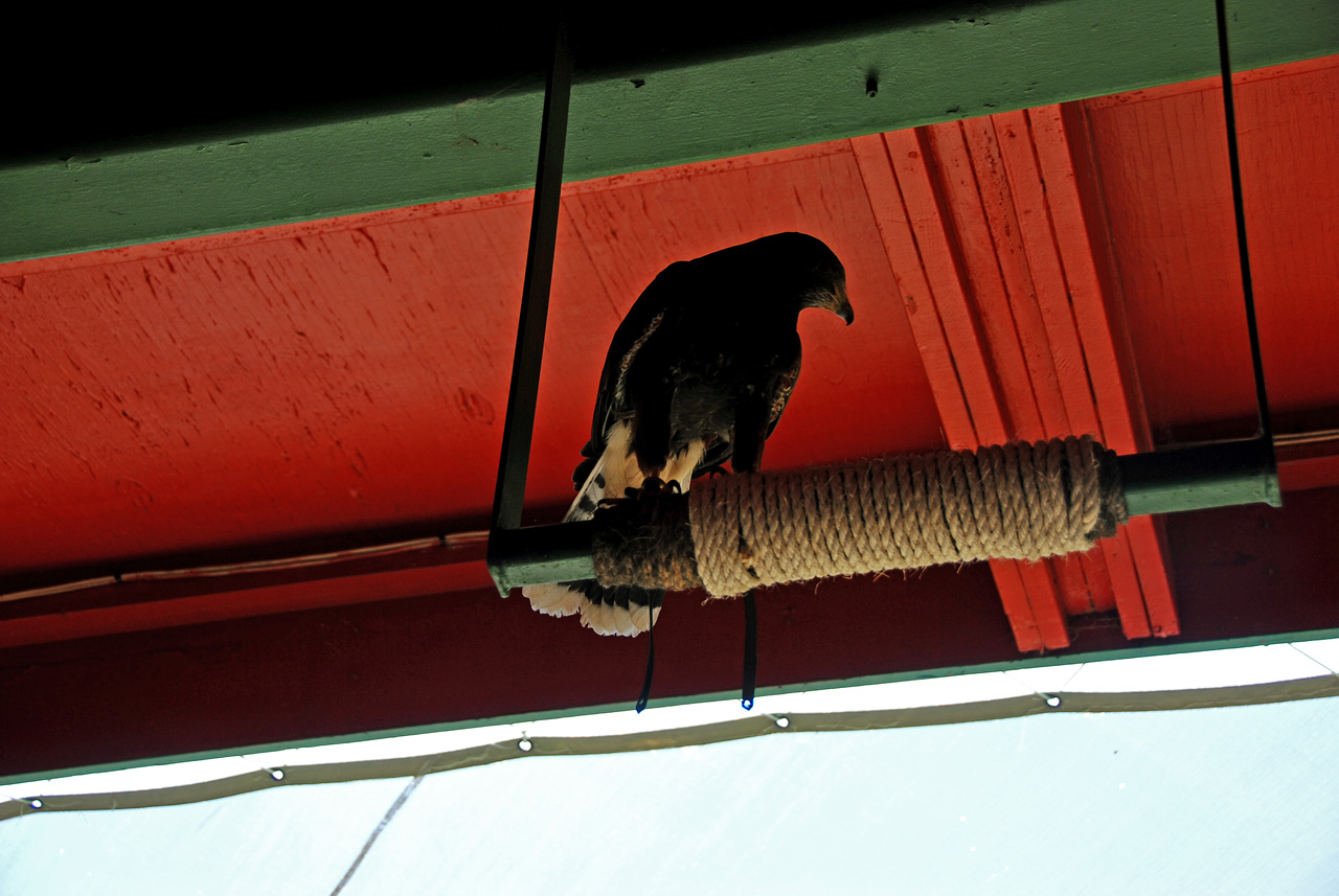 2012-06-28, 029, Bird Show, MO