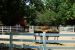 2012-06-28, 075, Clydesdales, MO