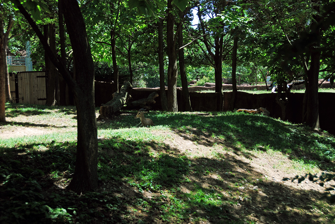 2012-06-22, 039, St. Louis Zoo