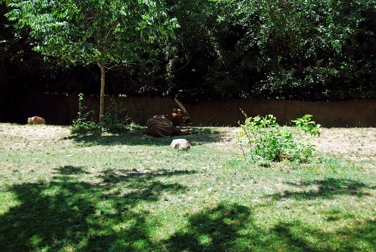 2012-06-22, 040, St. Louis Zoo