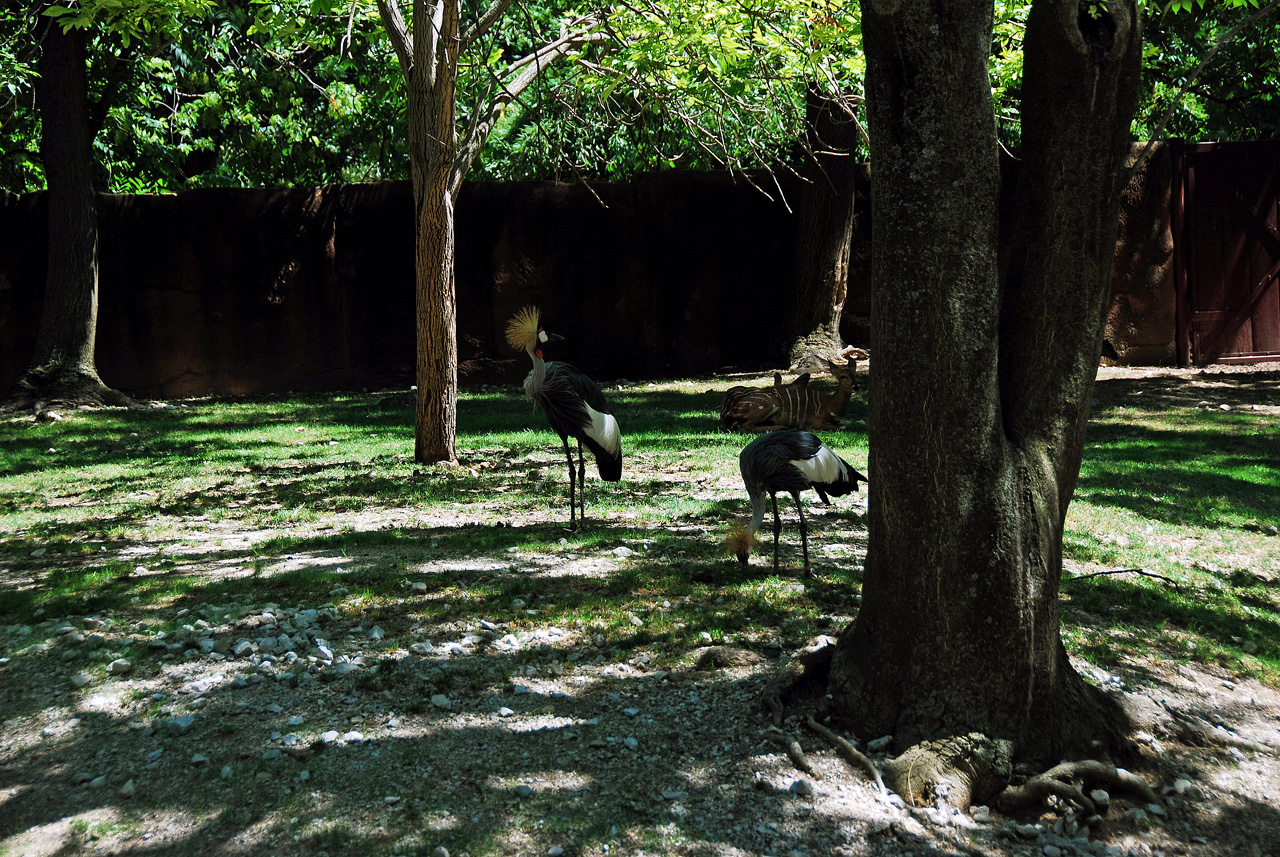 2012-06-22, 041, St. Louis Zoo