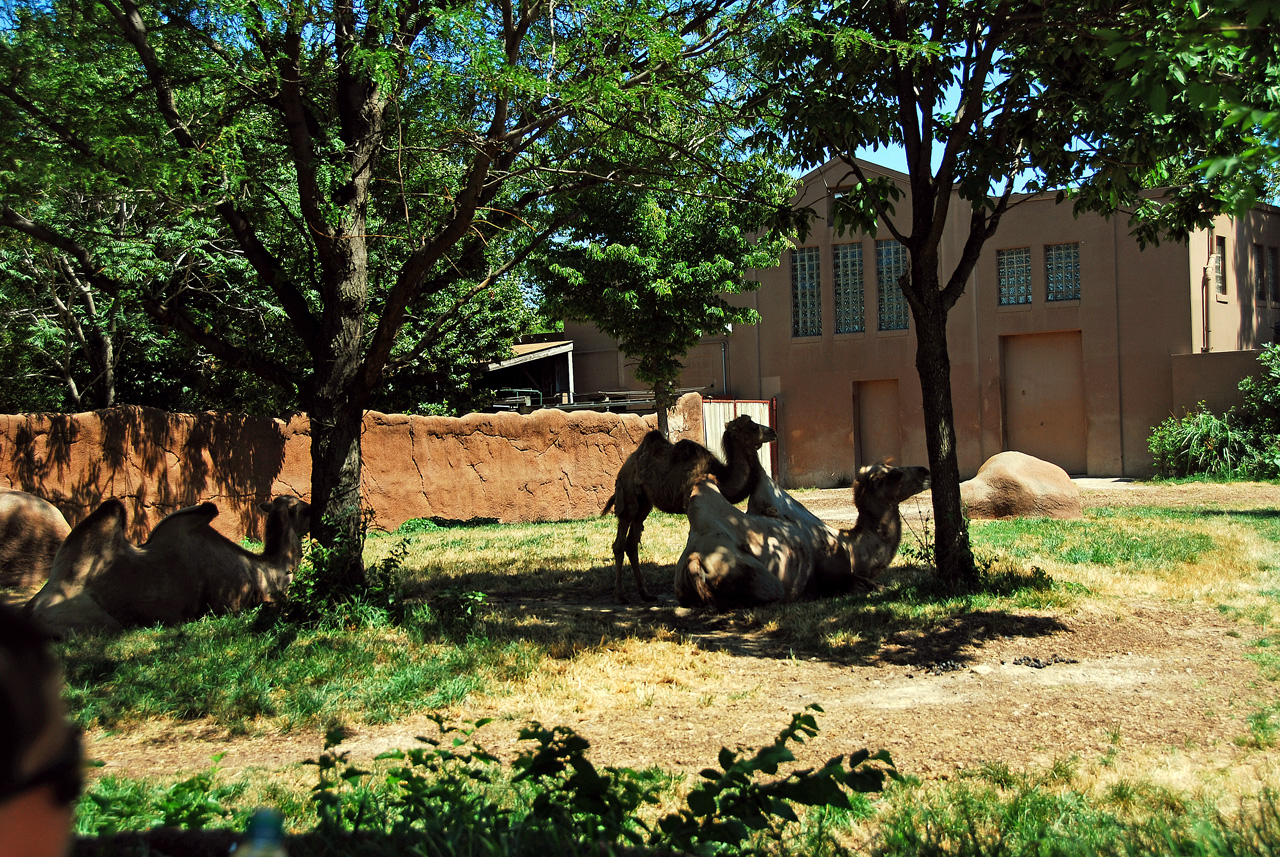 2012-06-22, 044, St. Louis Zoo