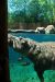 2012-06-22, 013, St. Louis Zoo