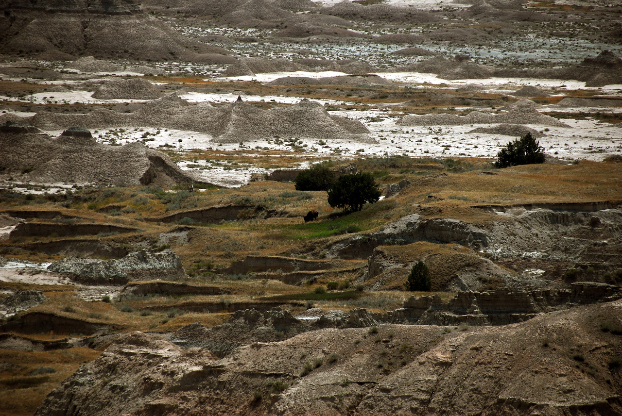 2012-08-10, 052, Bison