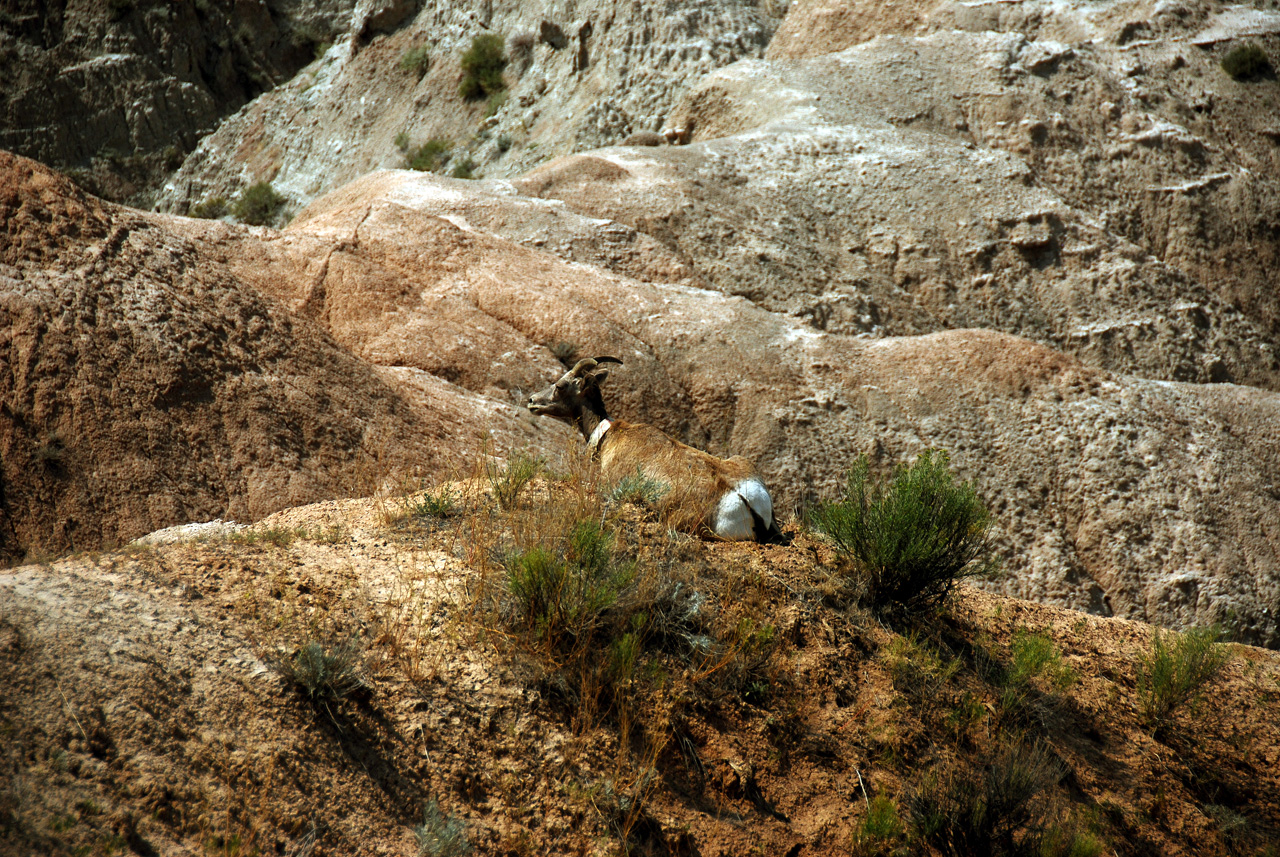2012-08-10, 058, Big Horn Sheep