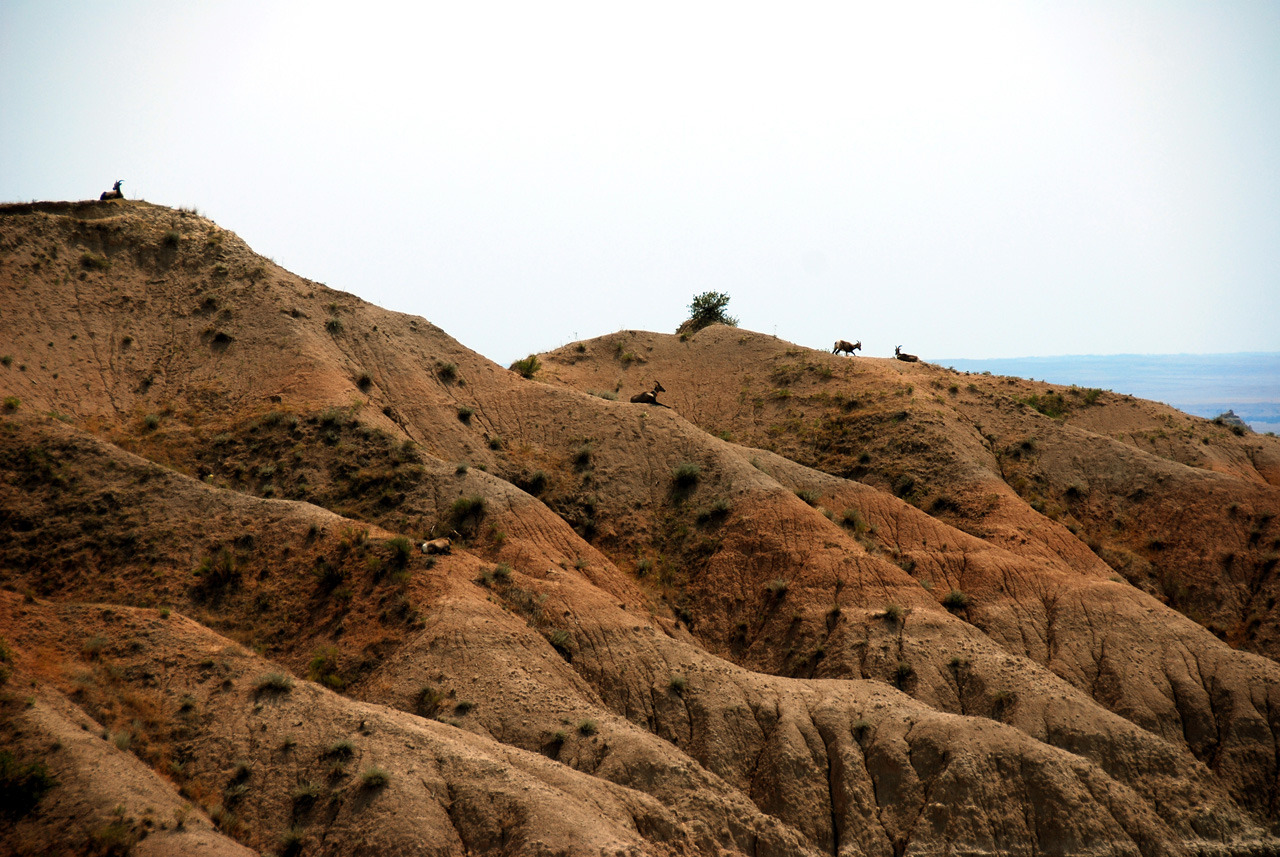 2012-08-10, 067, Big Horn Sheep