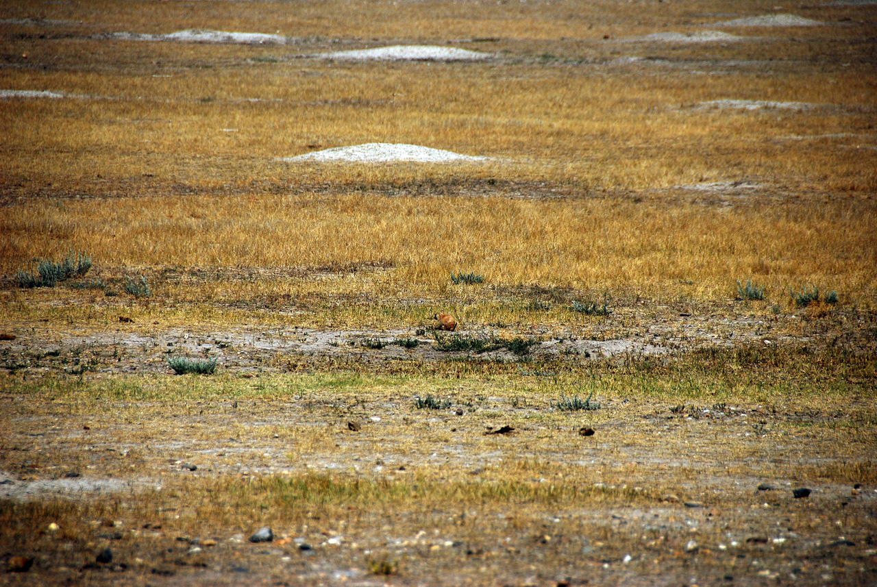 2012-08-10, 072, Prairie Dog Town