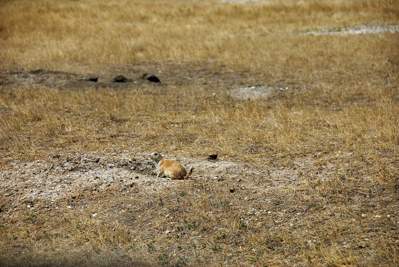 2012-08-10, 077, Prairie Dog Town
