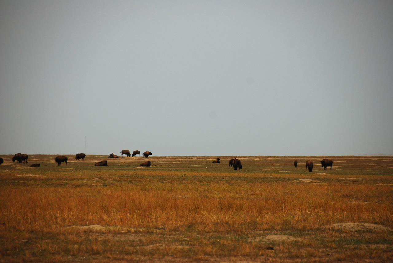 2012-08-10, 085, Bison Herd