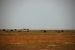 2012-08-10, 085, Bison Herd