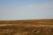 2012-08-10, 086, Bison Herd