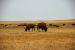 2012-08-10, 088, Bison Herd