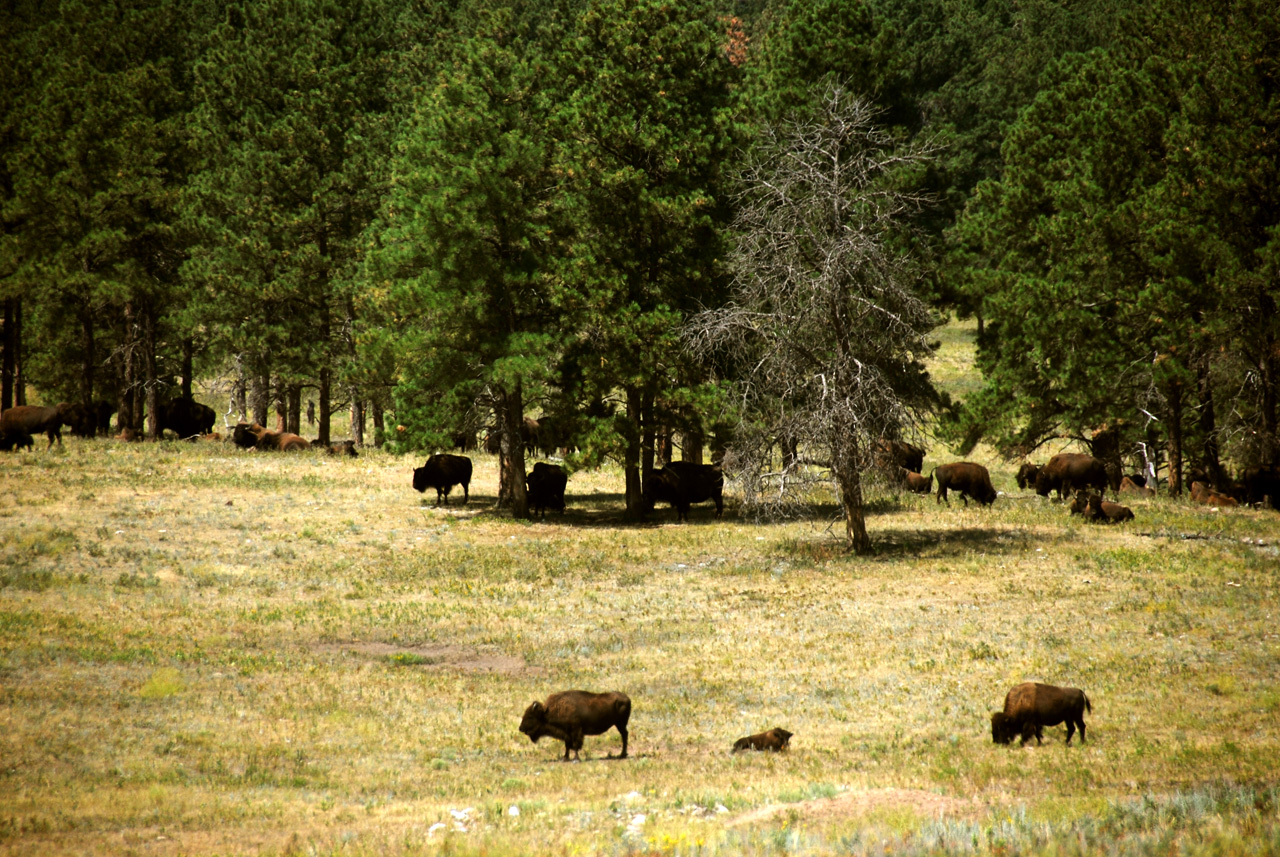 2012-08-19, 003, Custer State Park