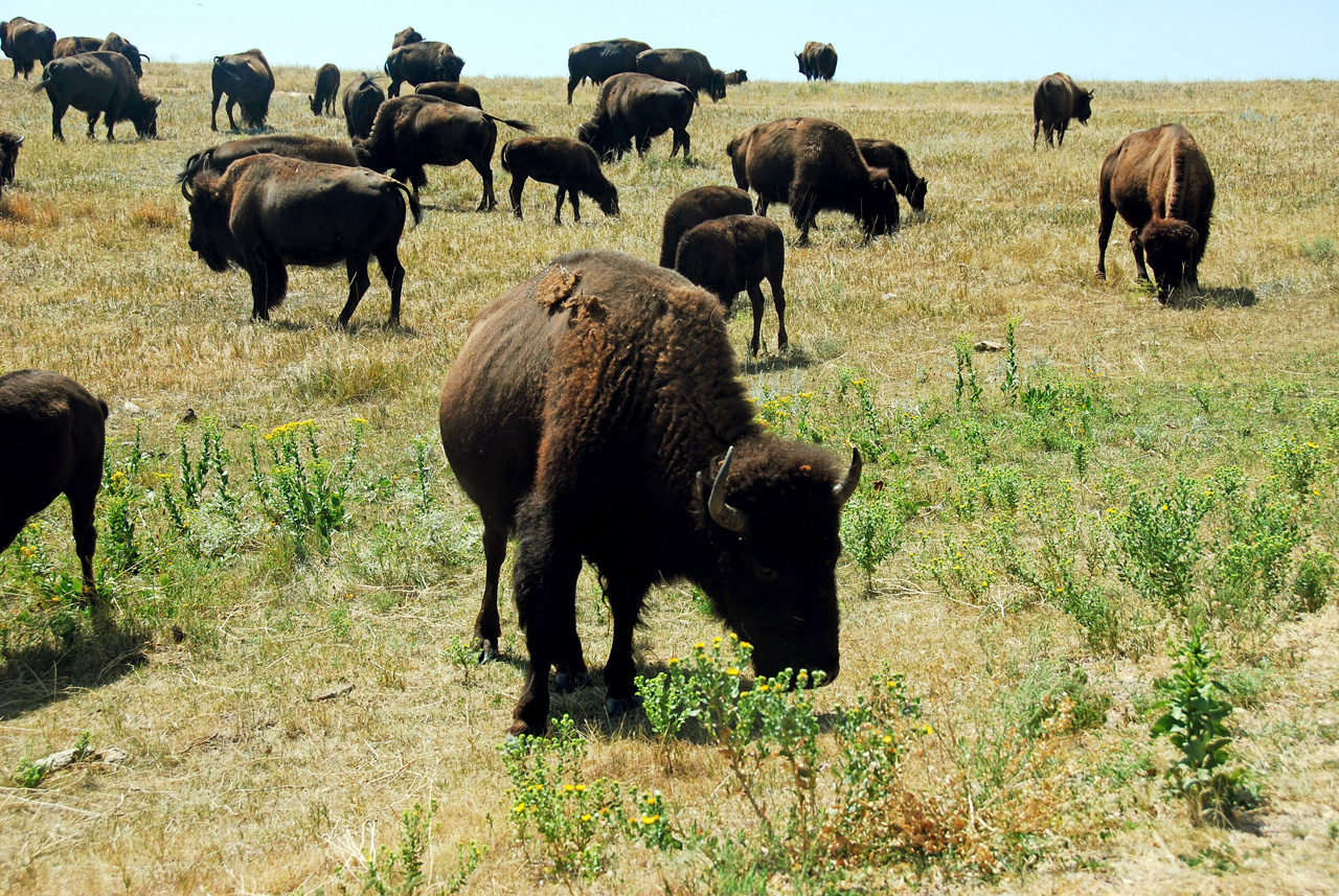 2012-08-19, 013, Custer State Park