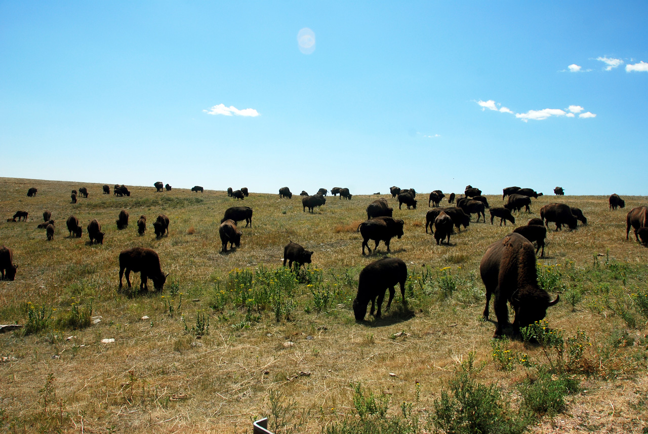2012-08-19, 014, Custer State Park