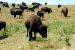 2012-08-19, 013, Custer State Park
