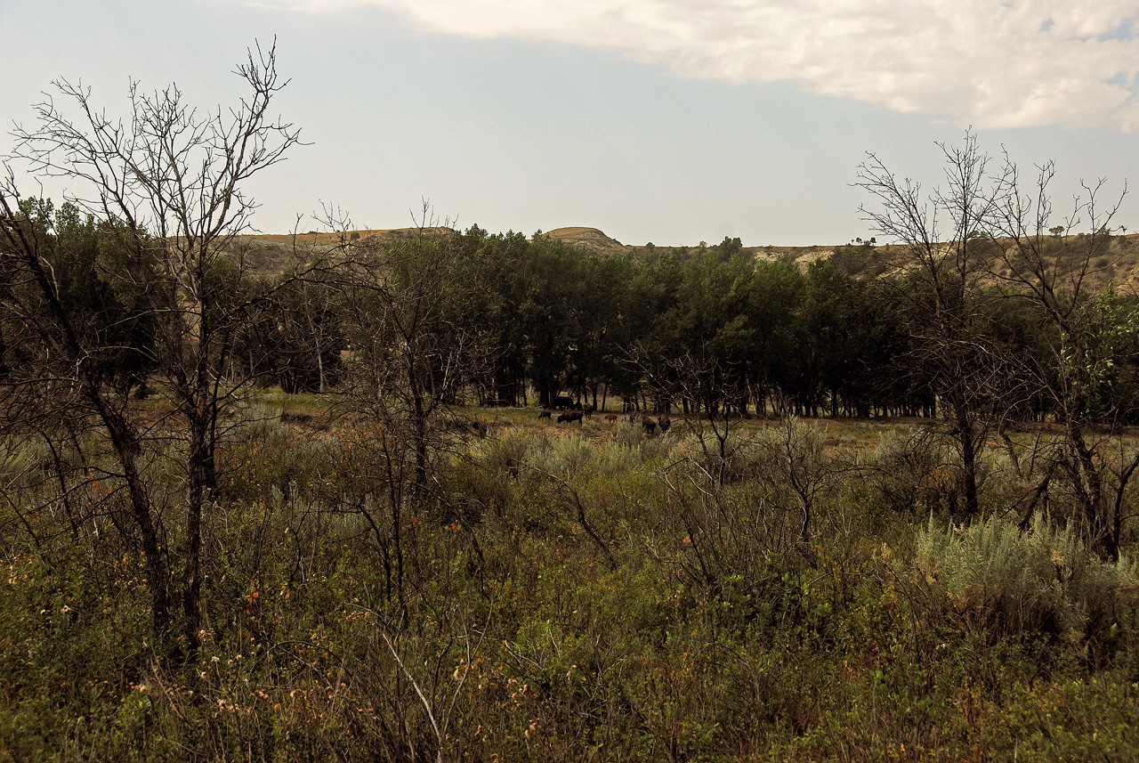 2012-08-28, 014, Theodore Roosevelt NP