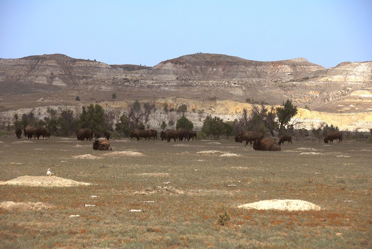 2012-08-28, 019, Theodore Roosevelt NP