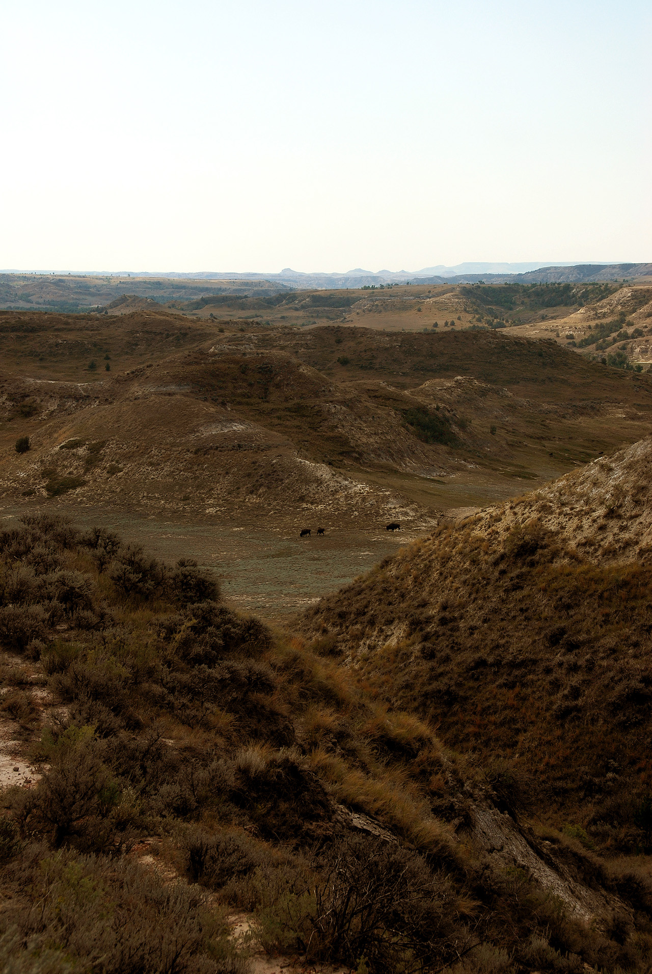 2012-08-28, 028, Theodore Roosevelt NP