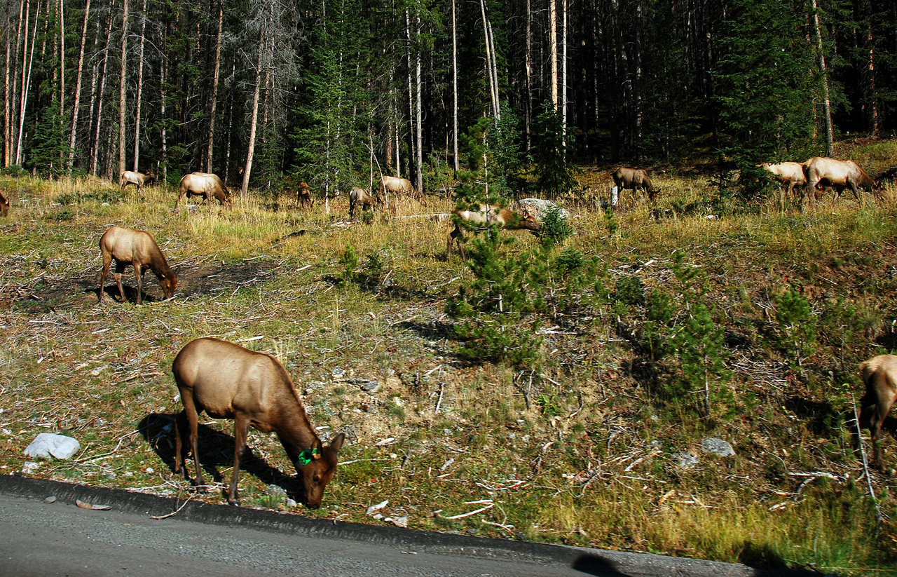 2012-09-18, 058, Trail Ridge Road