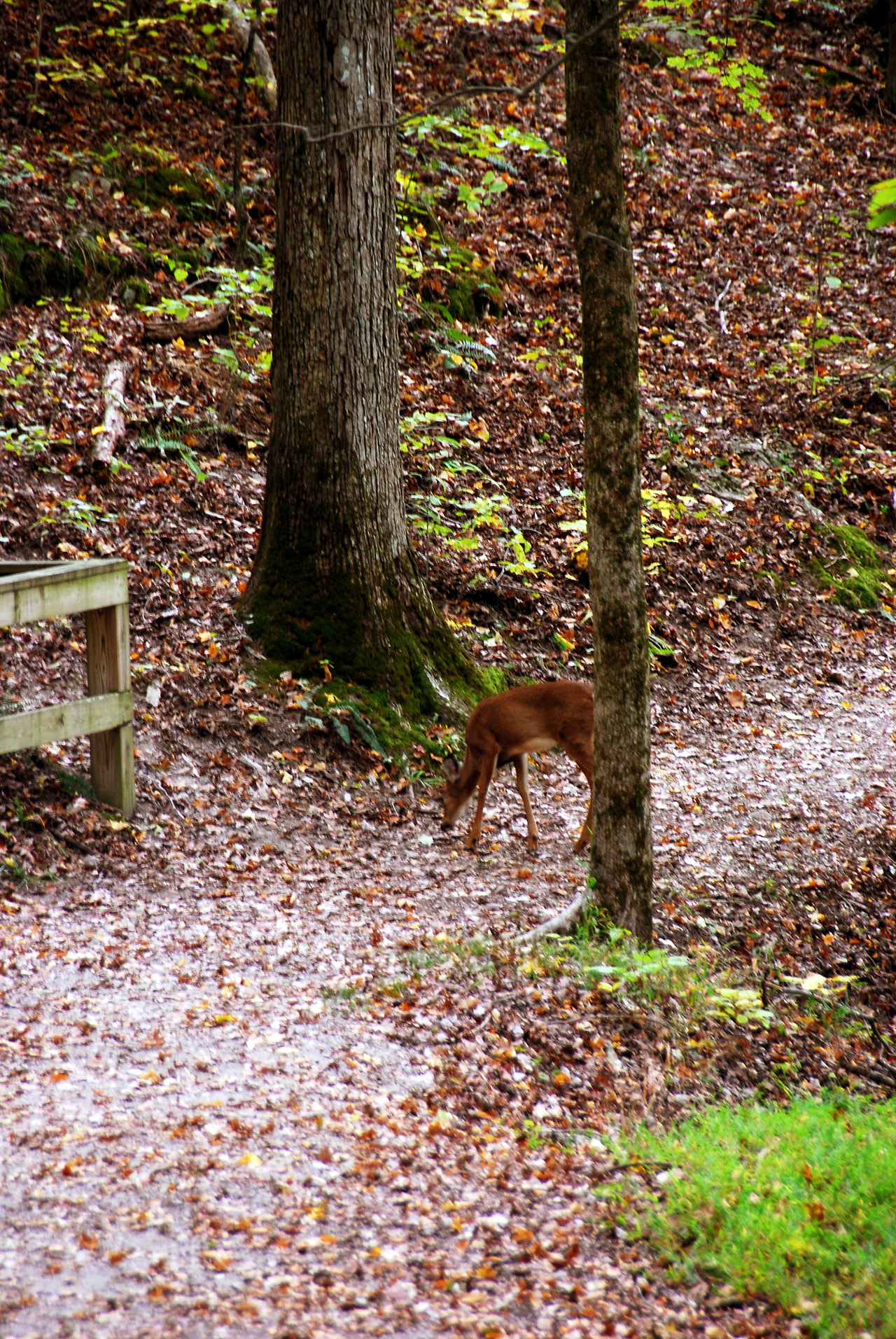 2012-10-12, 024, Mammoth Cave NP, KY