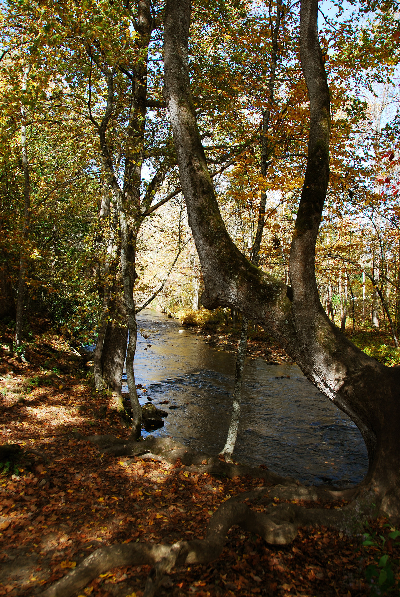 2012-10-19, 016, Great Smoky Mountains, NC