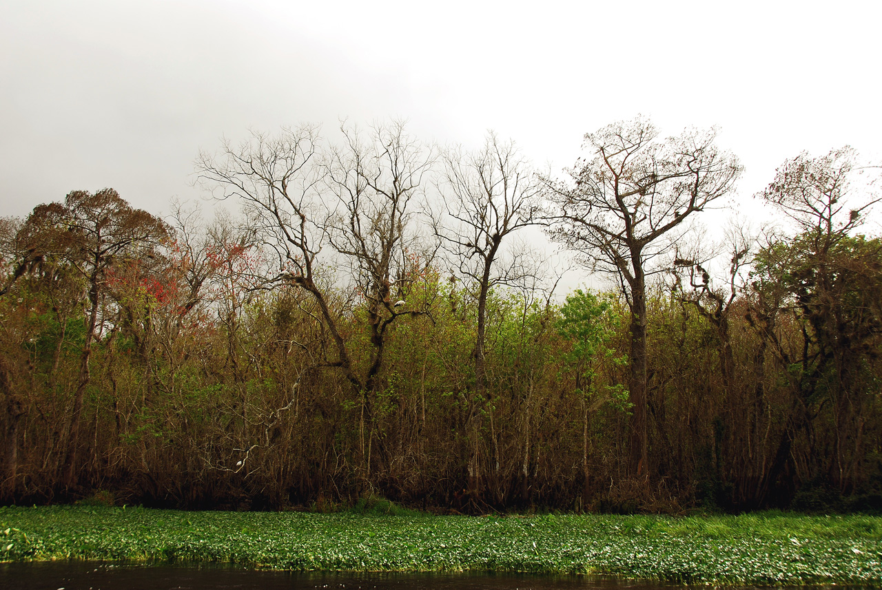 2013-01-17, 014, Blue Spring St Pk