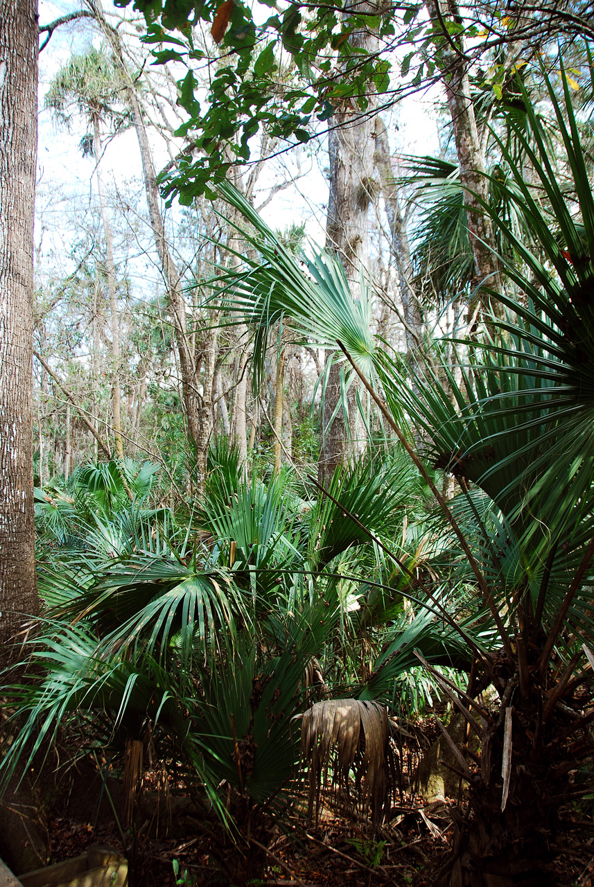 2013-01-16, 009, Wekiwa Springs St Pk