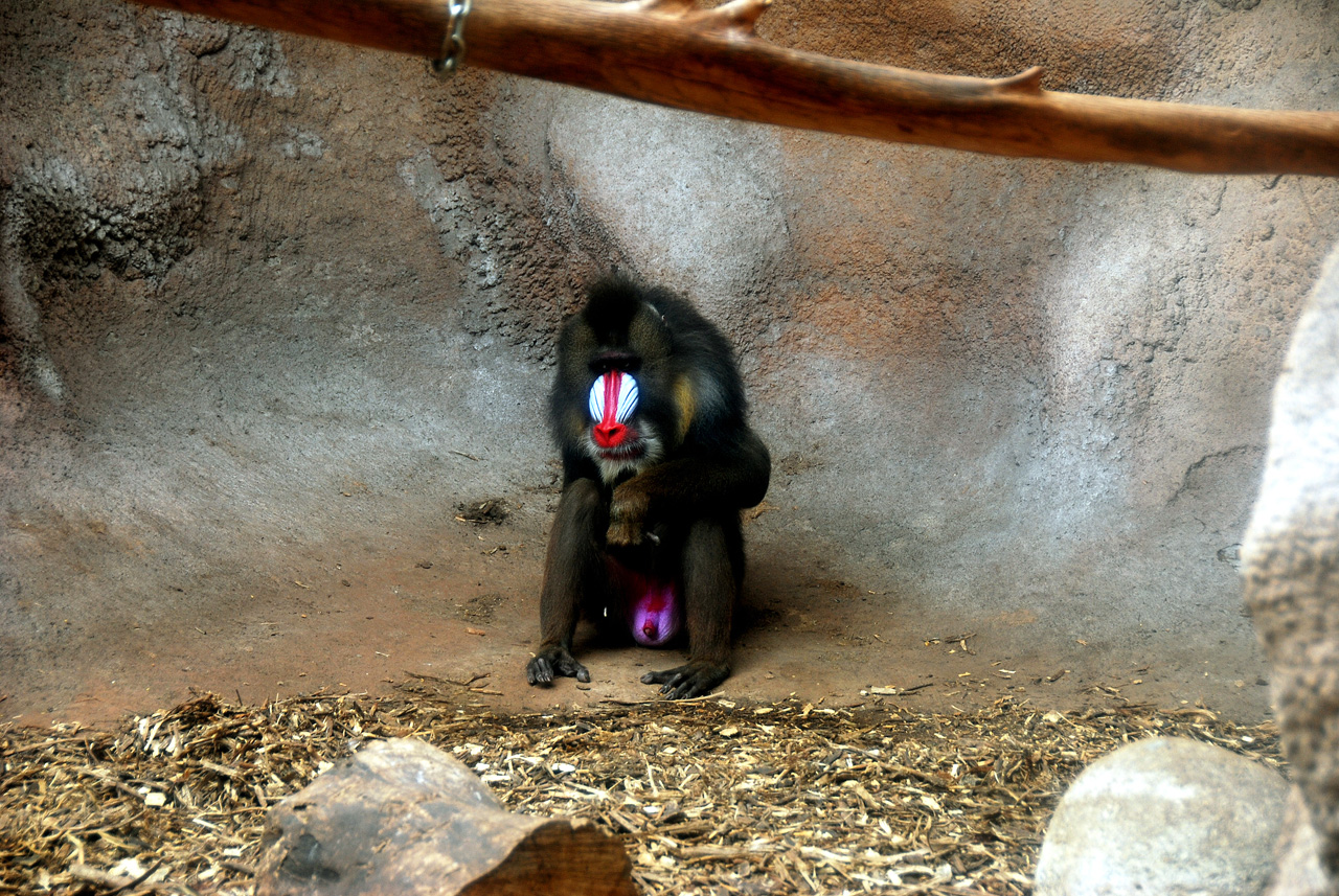 2013-04-03, 057, Gladys Porter Zoo, Brownsville, TX