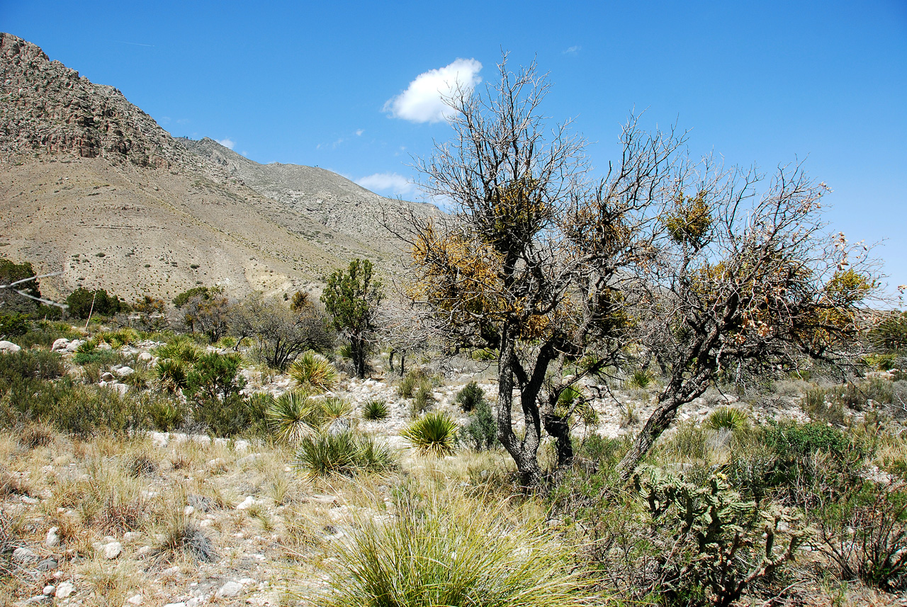 2013-05-05, 008, PineryTrail