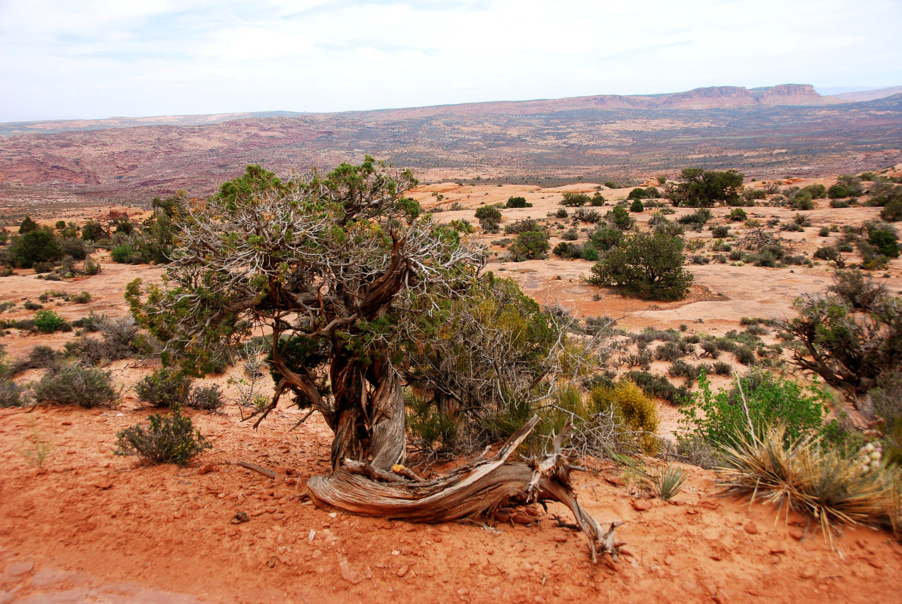 2013-05-18, 089, Windows Trail, Arches NP, UT
