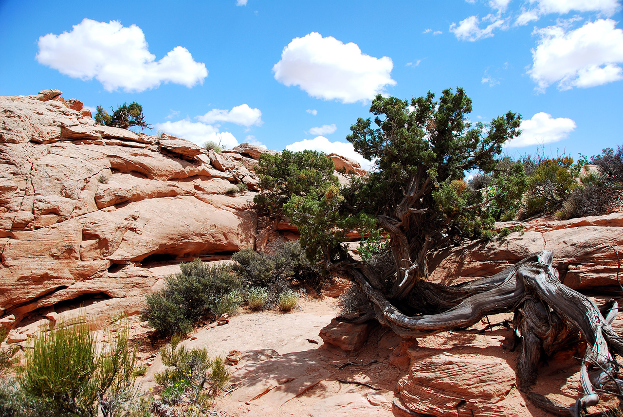 2013-05-19, 080, Tower Arch Trail, Arches NP, UT