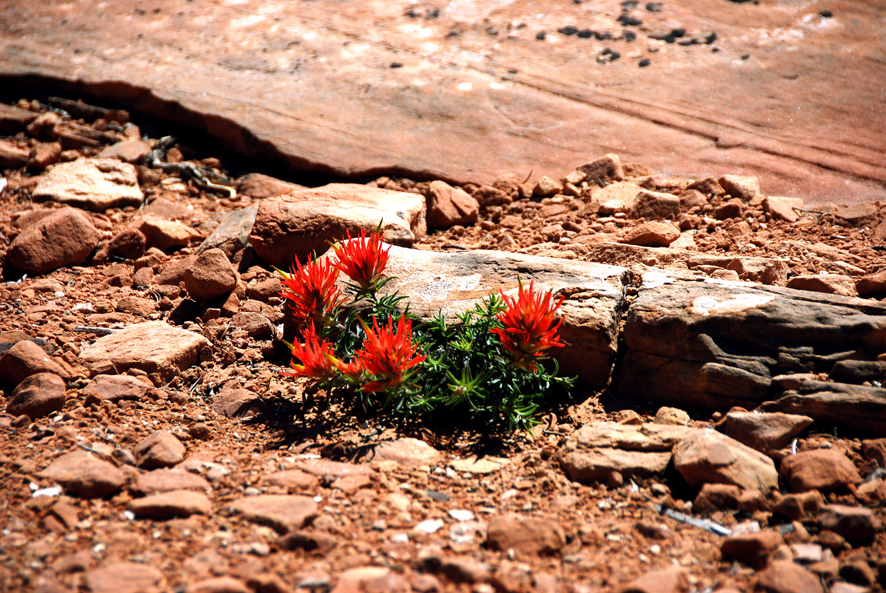 2013-05-23, 006, Canyonlands NP, UT