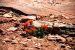 2013-05-23, 006, Canyonlands NP, UT
