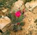 2013-06-03, 064, Cactus Flowers, Hovenweep NM, UT