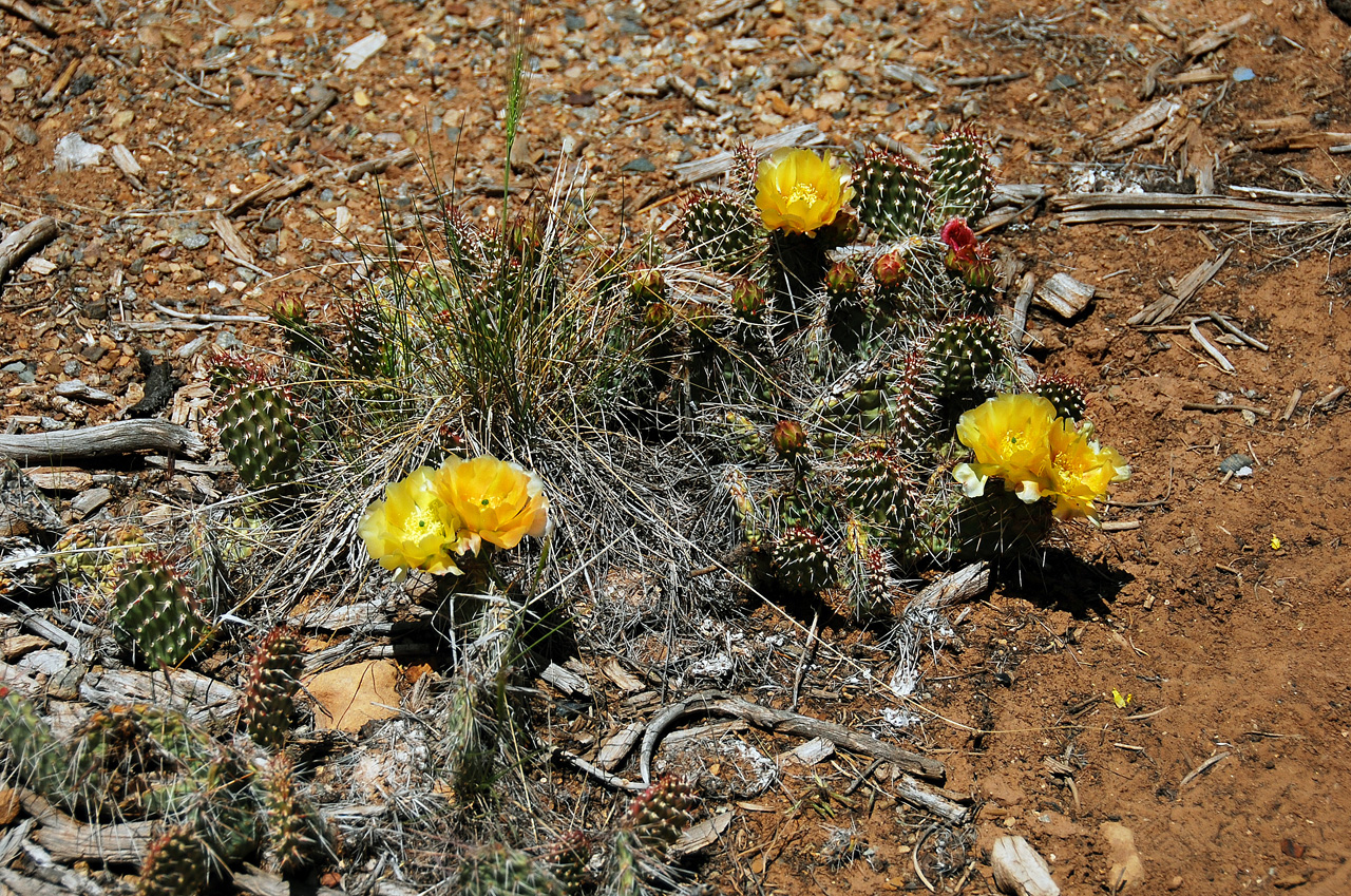 2013-06-05, 079, Soda Canyon, Mesa Verde NP, CO