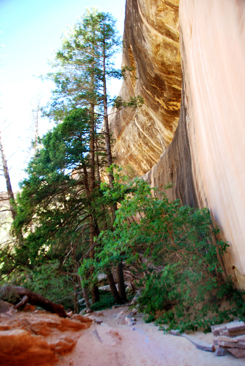 2013-06-01, 042, Sipapu Bridge Trail, Natural Bridges NM, UT