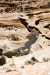 2013-06-01, 044, Natural Bridges NM, UT